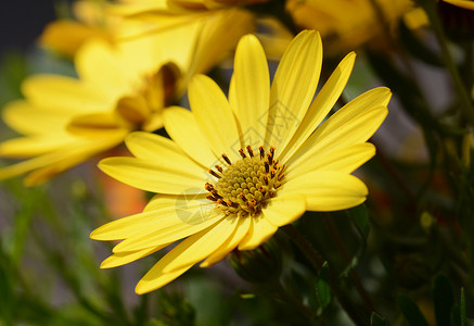黄色非洲菊花背景图片