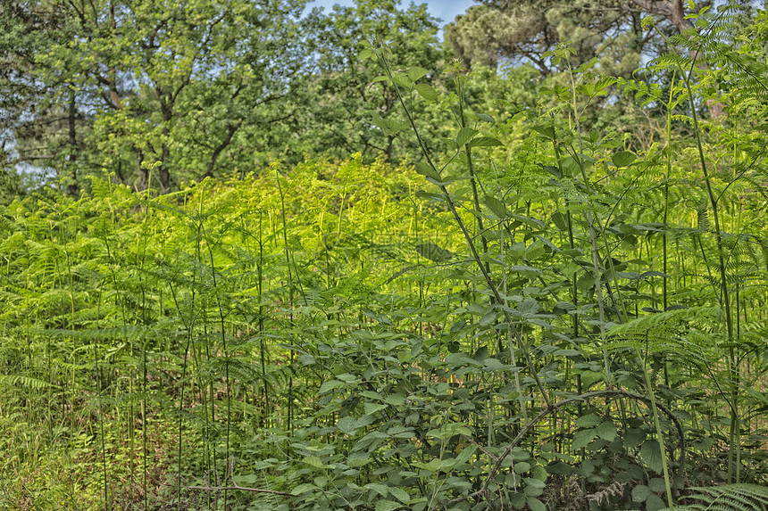 玛丽娜罗马纳附近的松木林中的ferns森林绿色树木松林灌木丛提琴棕色蕨类松树分支机构图片