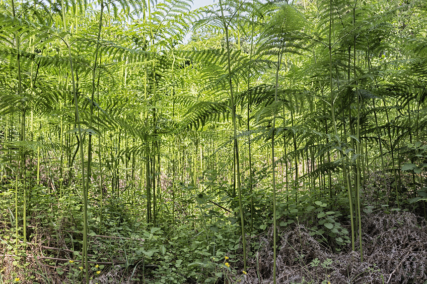 玛丽娜罗马纳附近的松木林中的ferns分支机构绿色码头植物树叶杂草灌木丛松树森林蕨类图片