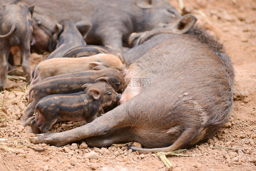 野猪喂养婴儿哺乳动物动物园孩子妈妈小猪荒野野生动物森林毛皮棕色图片