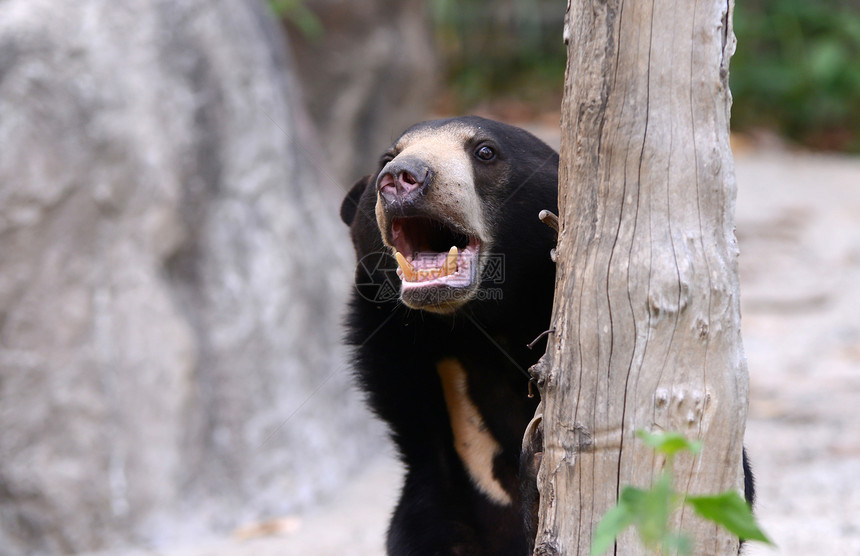 马里扬太阳胡子太阳熊哺乳动物黑色马来人动物群野生动物捕食者热带动物园动物图片