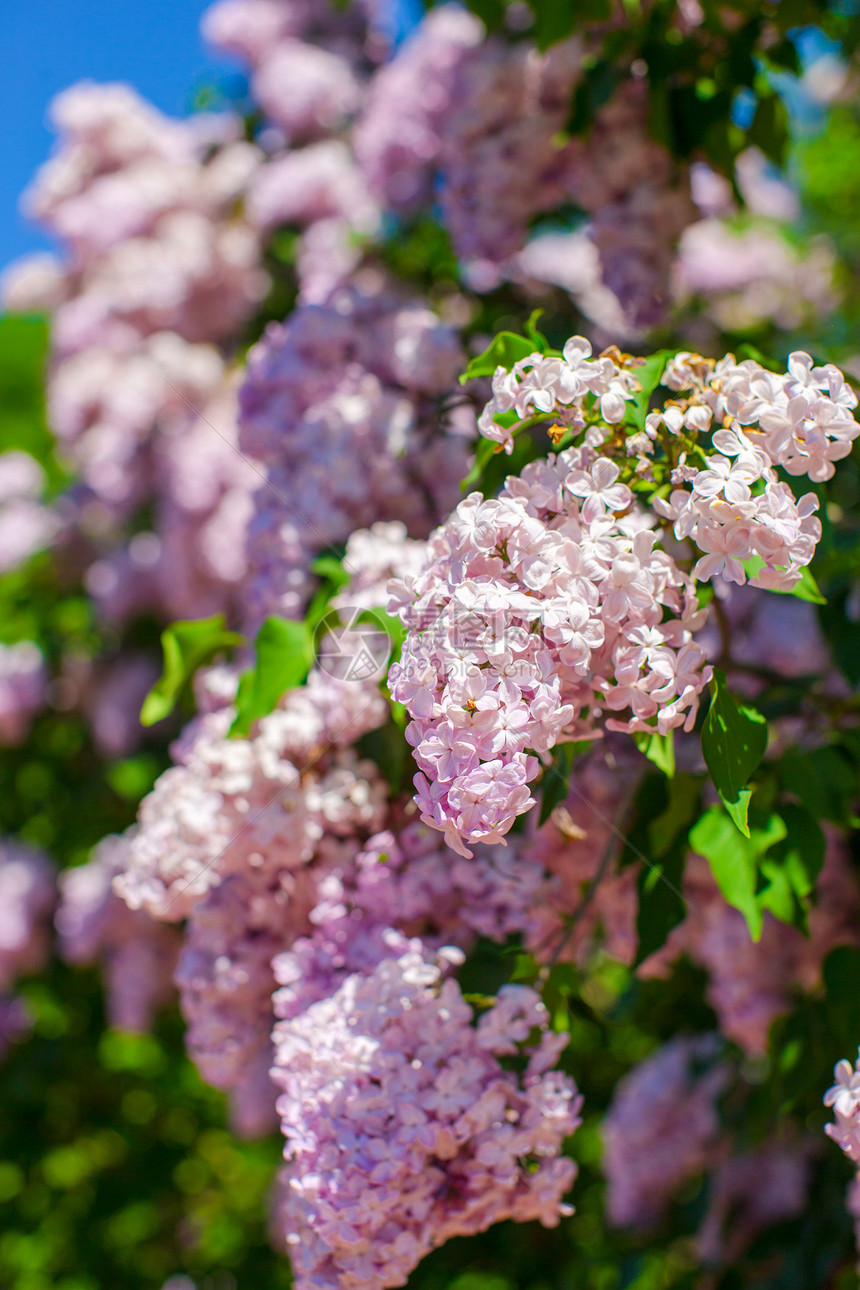 春花园的红木灌木丛紫色蓝色场景阳光雌蕊园艺植物学叶子地形植物图片