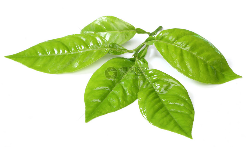 白纸上孤立的青绿新叶绿色液体环境生态白色叶子植物学草本树叶图片