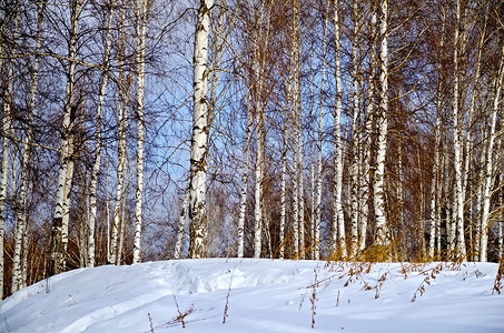 冬季风景1背景图片