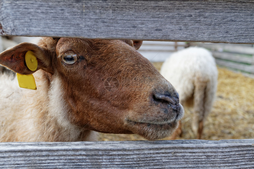 农场的牧羊团体家畜羊毛母羊哺乳动物草地牧场牧羊人国家牛奶图片