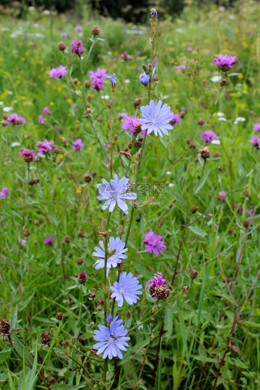 蓝色花朵植物草本植物生活荒野蓝草救助药品菊科叶子杂草图片