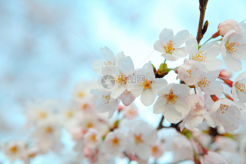 樱桃花瓣花园植物学植物群樱花柔软度粉色果园季节图片