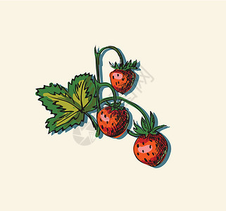 草莓矢量插图图植物收成营养水果菜单饮食果汁花园绘画食物背景图片