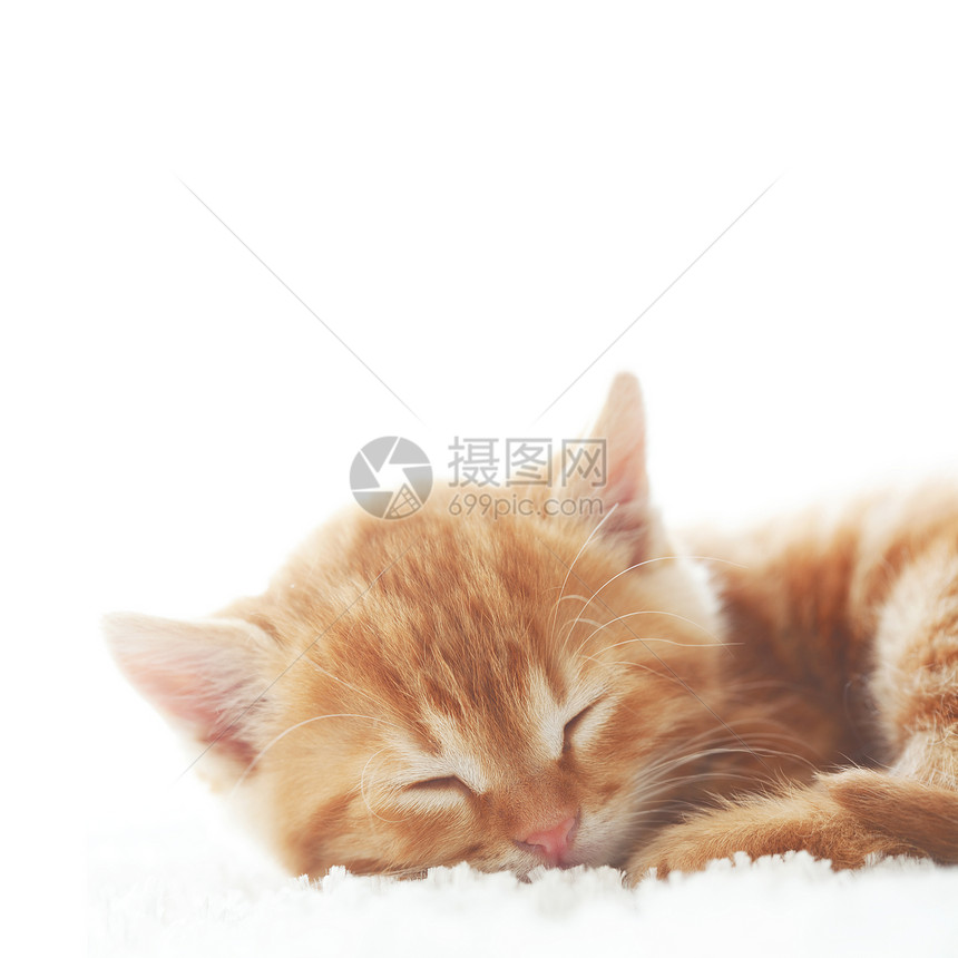 红小猫猫咪白色黄色毯子毛皮睡眠动物休息孩子婴儿图片