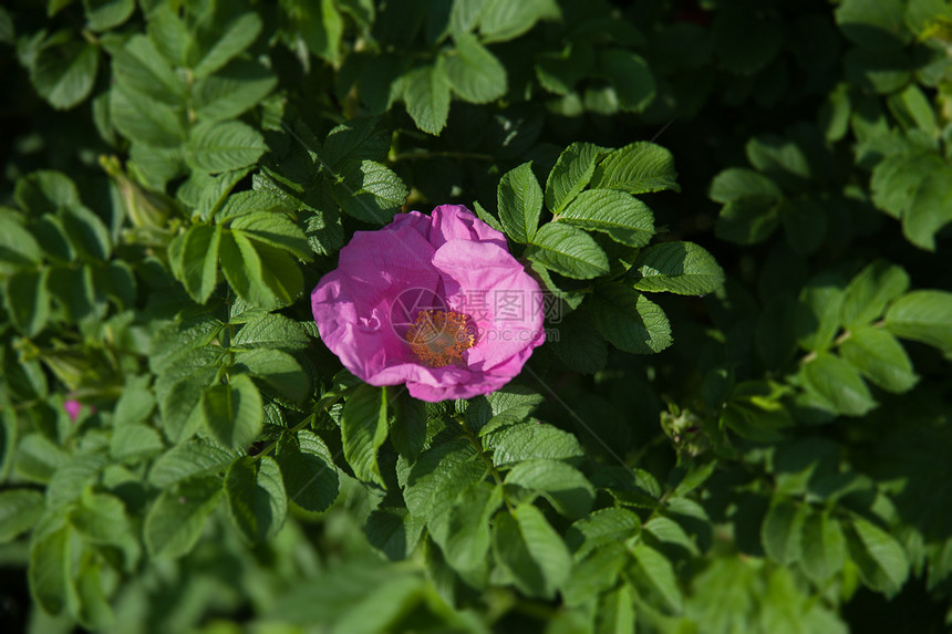 狗玫瑰花叶子花瓣花朵粉色植物学花园疗效绿色草本植物季节图片