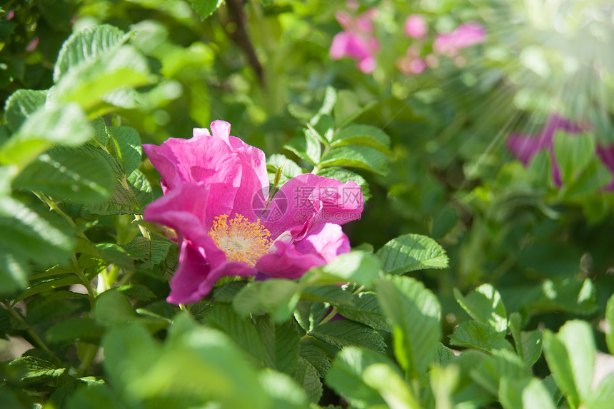 狗玫瑰花荒野绿色宏观粉色草本植物植物植物学叶子花瓣花园图片