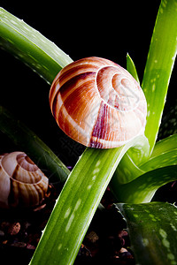 蜗牛和仙人掌内脏性质蜗牛环境叶子生态绿色热带树叶花园医学宏观背景
