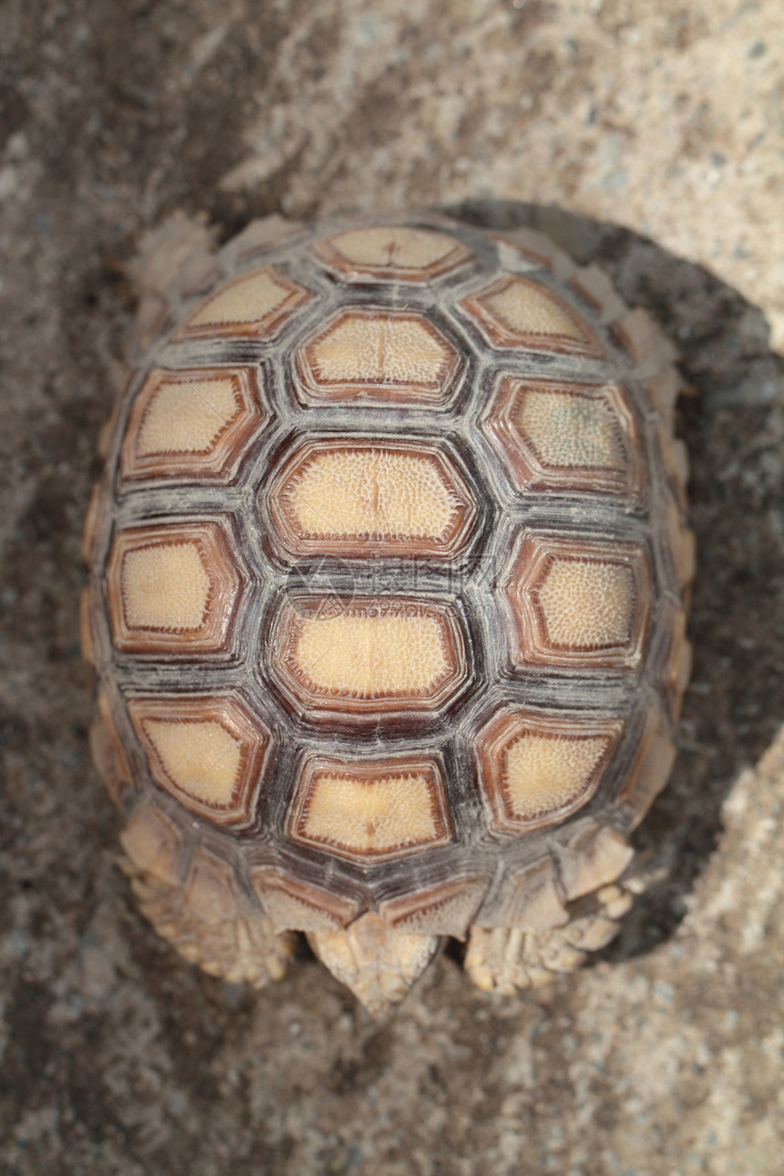 乌龟壳动物学陆龟热带眼睛甲壳环境假期爬虫两栖生态图片