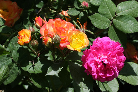 玫瑰花花朵蔷薇农业绿色红色花园植物学背景图片