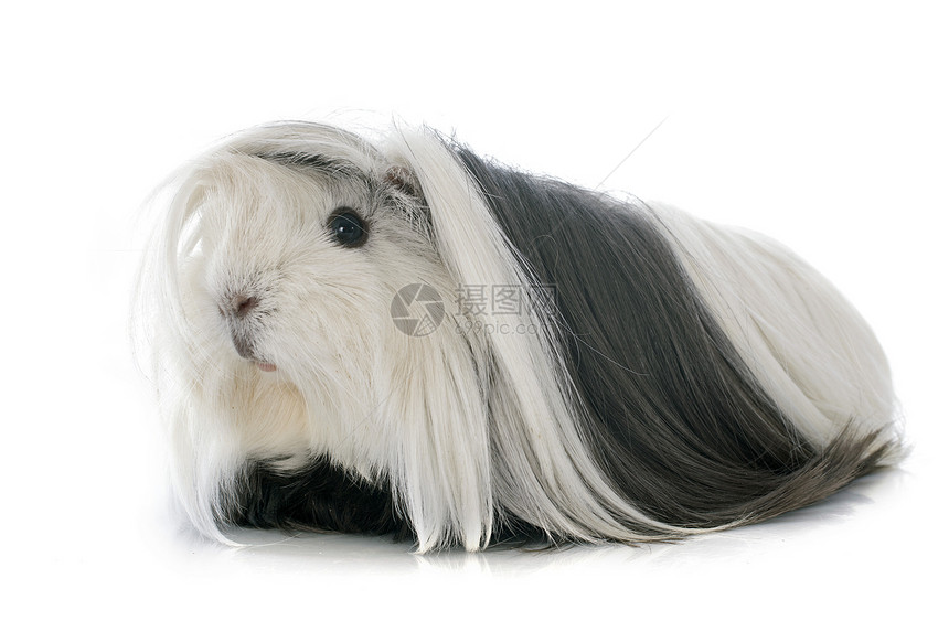 几内亚猪工作室长发动物黑色哺乳动物宠物白色女性图片