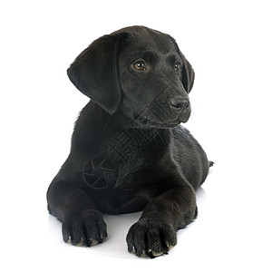 小狗拉布拉多检索器宠物黑色犬类动物工作室背景图片