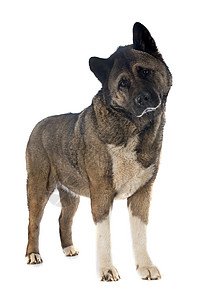 美阿基塔棕色三色动物工作室宠物背景图片
