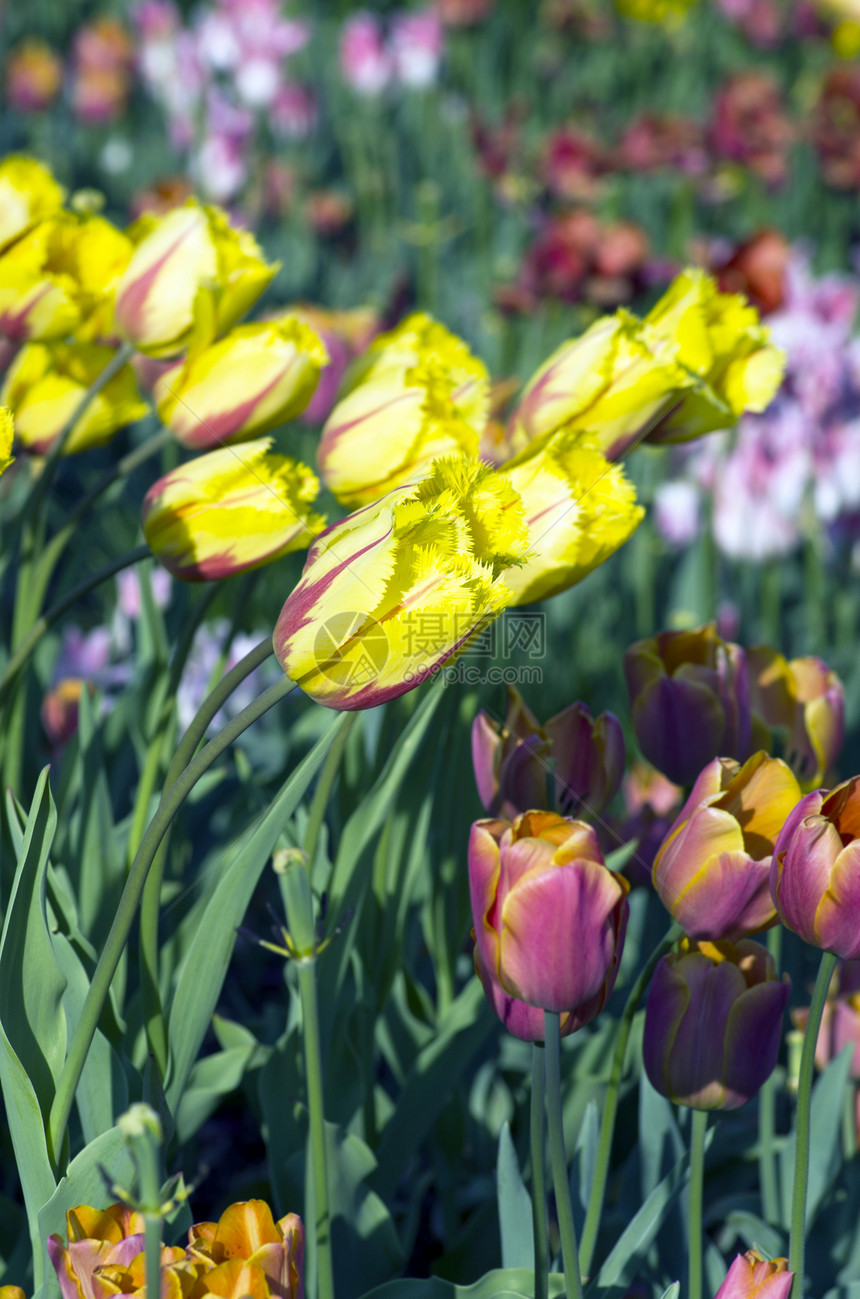 带有郁金花的春季背景念日花店公园场地季节晴天植物花束花园叶子图片