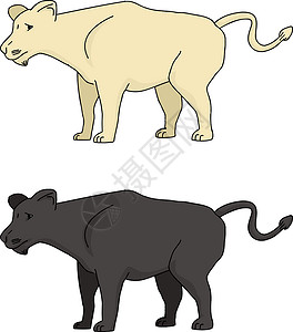 狮子和豹荒野老虎插图卡通片动物手绘背景图片