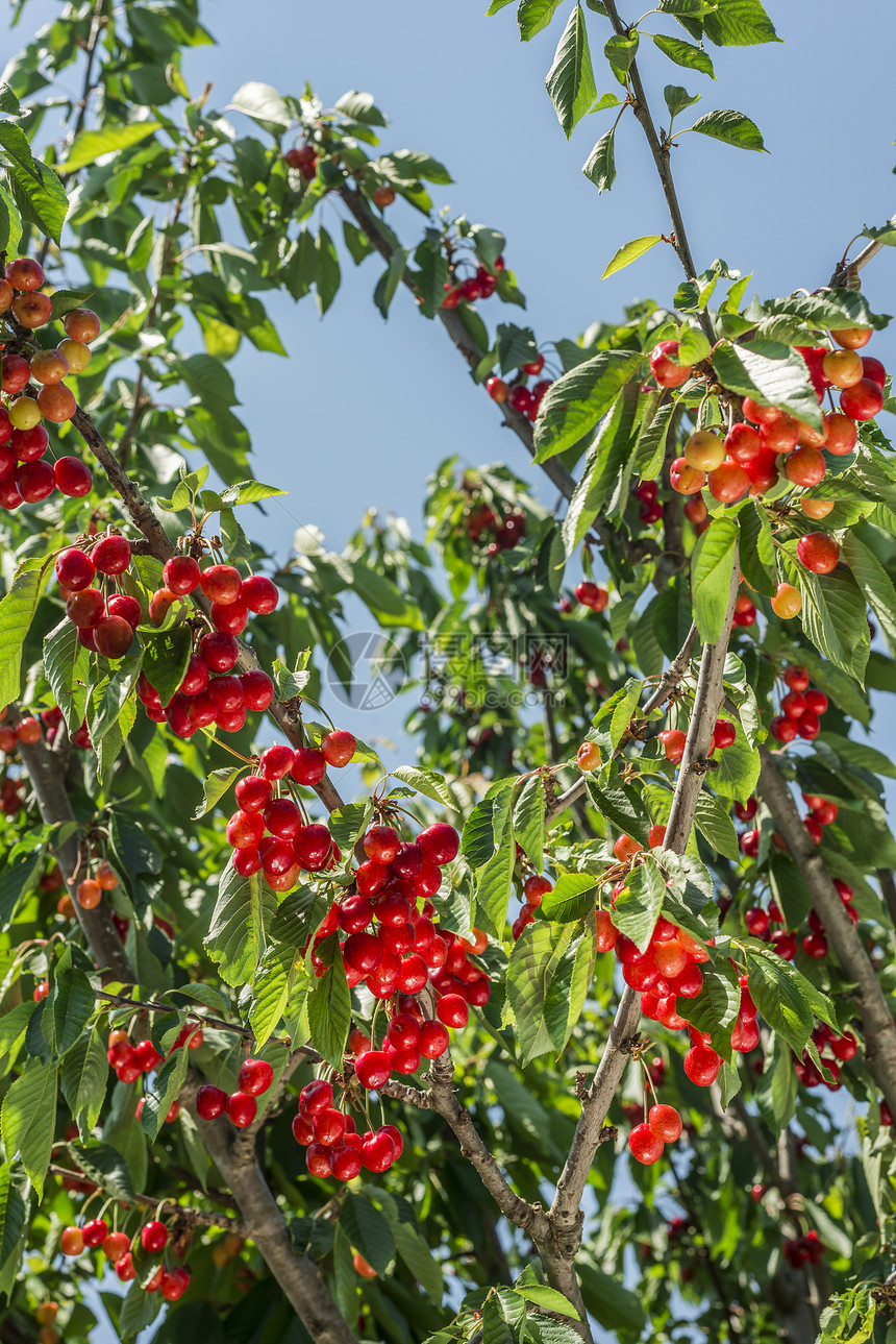 樱樱桃树叶子前景红色饮食色彩植物聚焦生长水平栽培图片