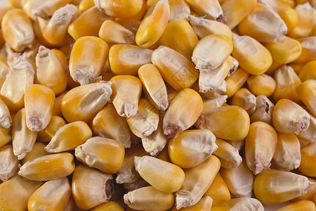 谷物 喂食玉米皮谷类种子水平画幅黄色庄稼玉米植物物体饲料背景图片