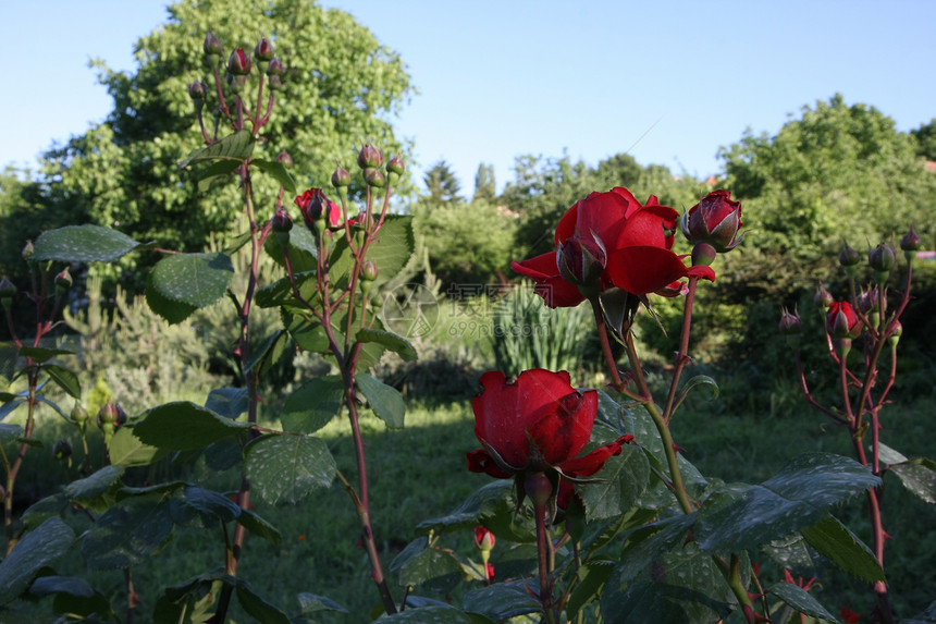 红玫瑰红色农业蔷薇绿色植物学花园玫瑰图片