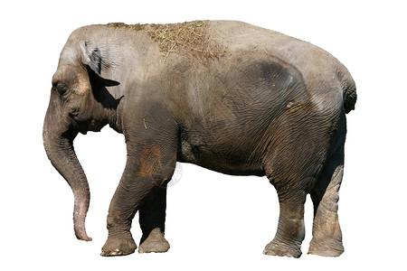 大象动物哺乳动物动物群动物园灰色背景图片