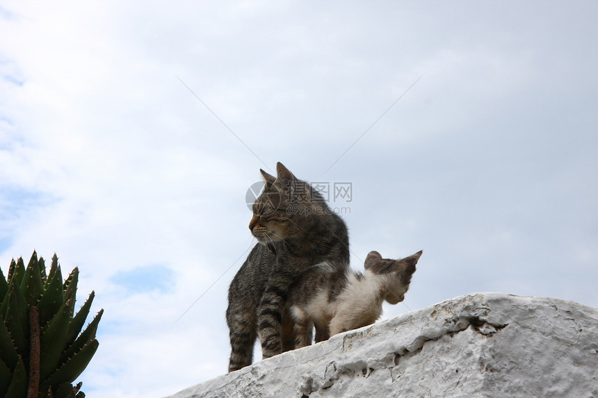 墙上的猫母亲长相灌木丛动物天空眼睛白色小猫沼泽警告图片