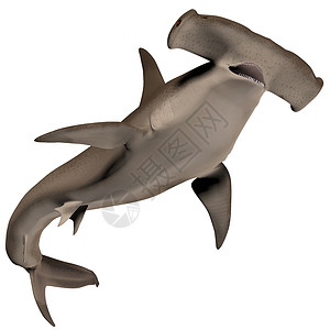 锤头鲨鱼海洋生物海上生活生物海洋热带游泳野生动物主题捕食者动物背景图片