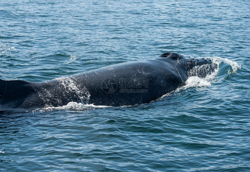 鲸野生动物动物海洋海浪哺乳动物鲸鱼濒危荒野脚蹼弓步图片