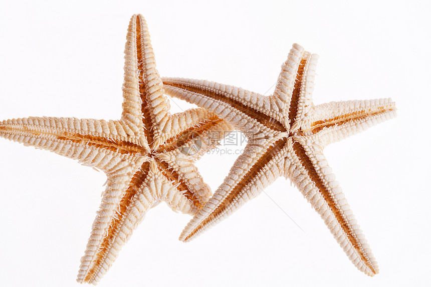 一些在白色背景上被孤立的海洋恒星贝壳捕食者异国热带海床动物支撑潜水员星星海洋生物图片