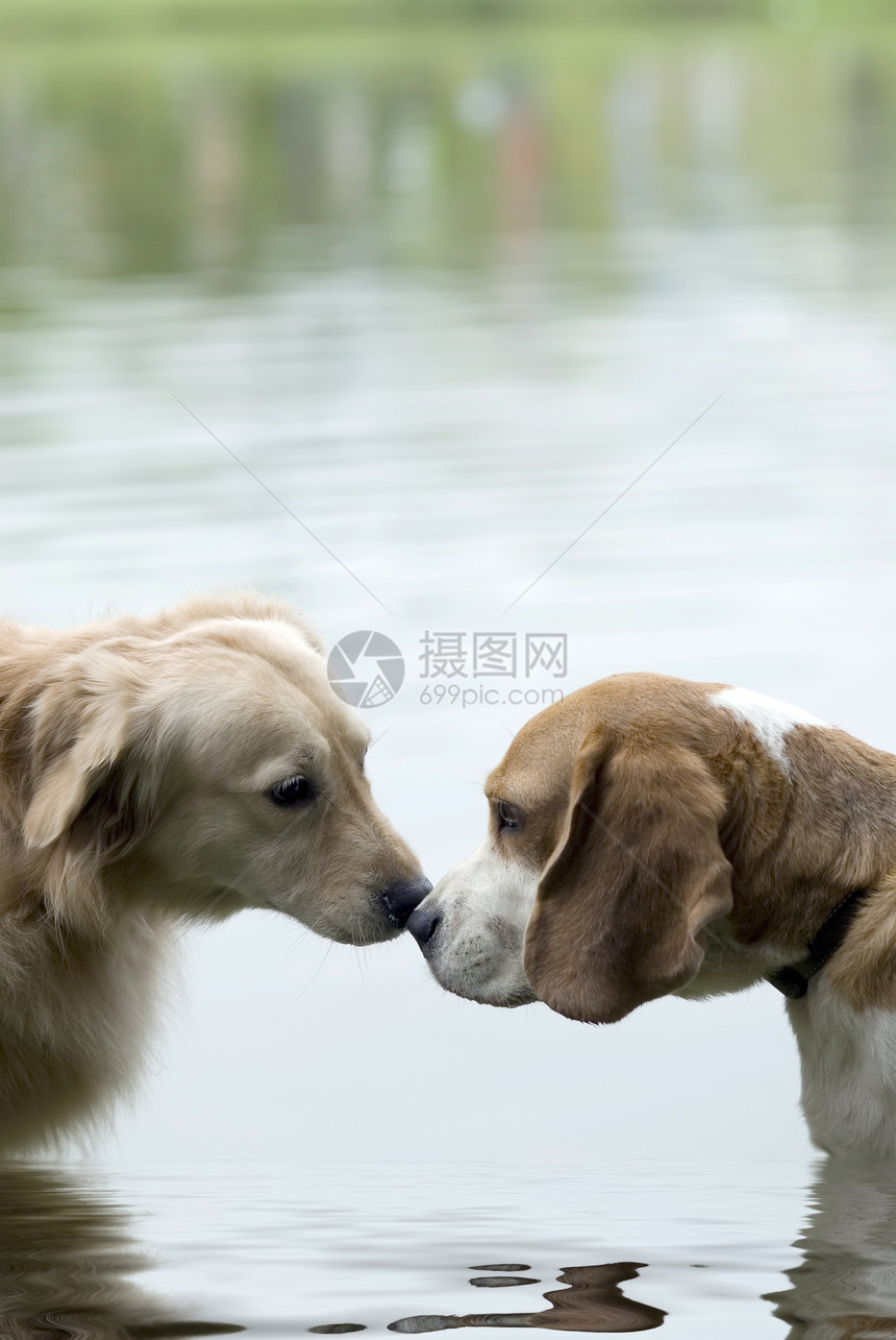 宠狗海浪犬类毛皮鼻子波纹反射朋友图片