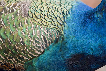 孔雀羽毛细节旅行假期蓝色情调异国气候翅膀热带背景图片