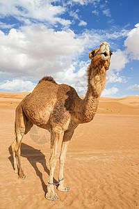富尔扎阿曼瓦伊巴骆驼沙丘旱谷假期天空干旱哺乳动物旅行动物婴儿背景