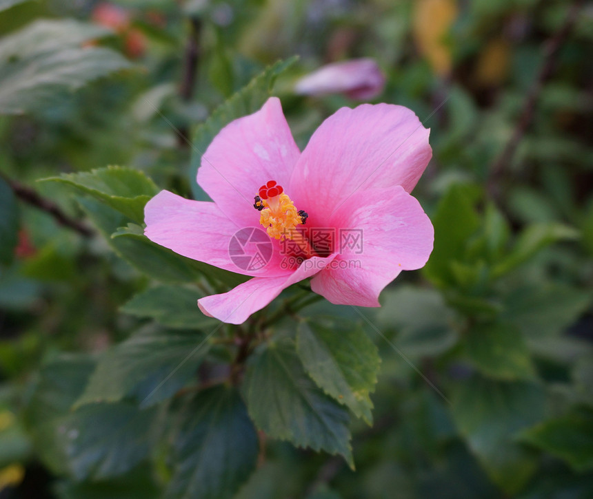 粉红碧花蜜蜂图片