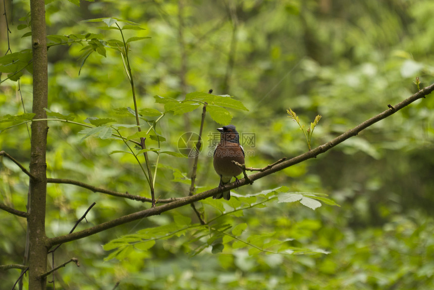 松鸟旅行森林树木爬坡高地踪迹自然保护区动物自然公园图片