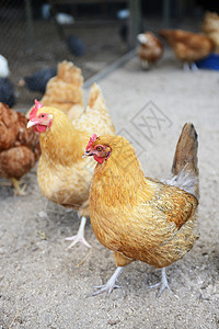 犯规免费农场的鸡背景