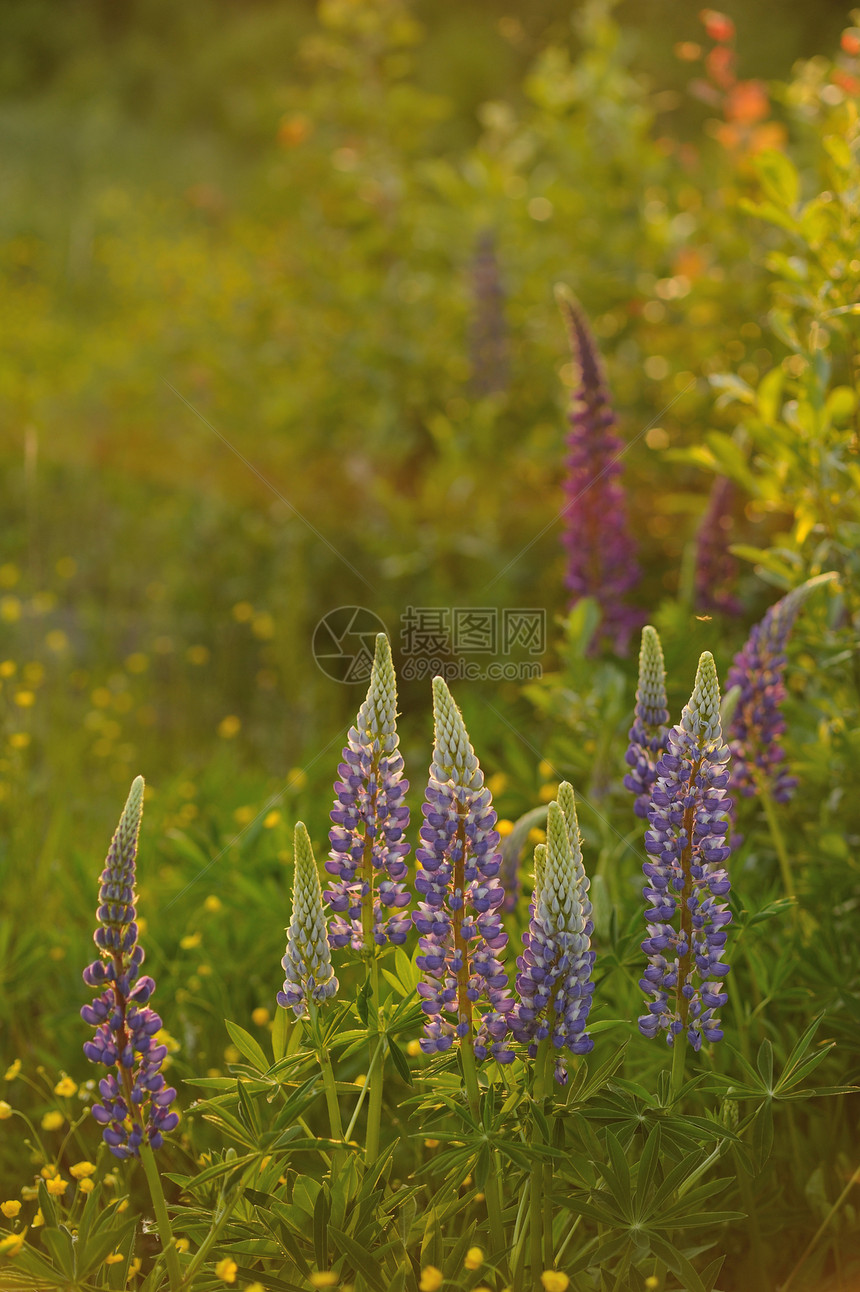 羽扇豆花荒野花瓣蓝色紫色晴天场地太阳植物群乡村植物学图片