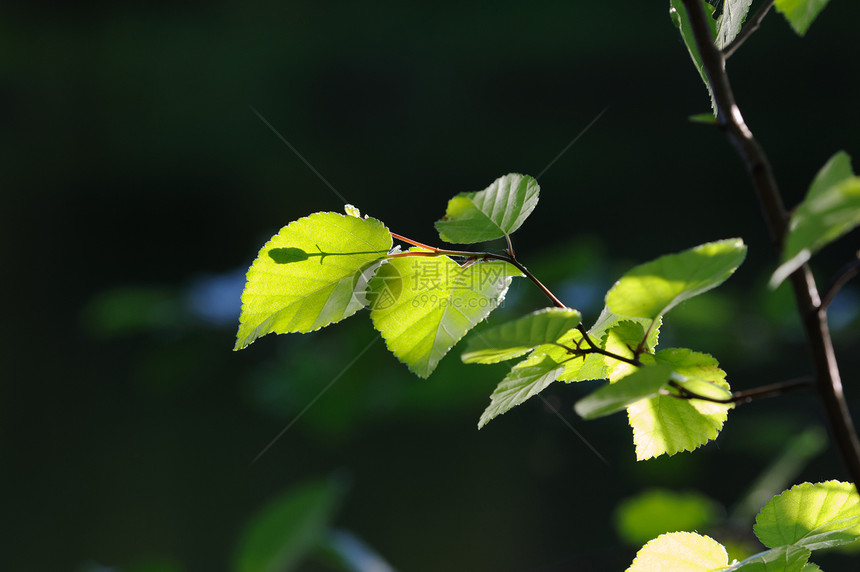 新绿绿色树叶木头黄色日落阳光季节叶子环境植物桦木图片