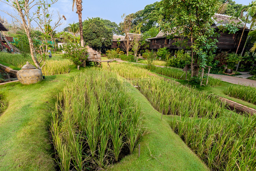 泰国别墅的绿稻田国家场地谷仓植物大车乡村食物农场旅行热带图片