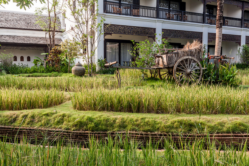 泰国别墅的绿稻田谷仓农场绿色场景食物旅行房子场地文化大车图片