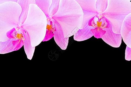 粉红色兰花植物学紫色花瓣粉色情调植物异国背景图片