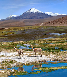 美洲羊驼阿塔卡马 利坎卡布尔火山和陪审团的维库纳草地背景