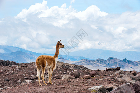 美洲羊驼Vicuna或vicugna是南美野生骆驼风光高原羊驼羊毛火山地方天空植物山脉田园背景