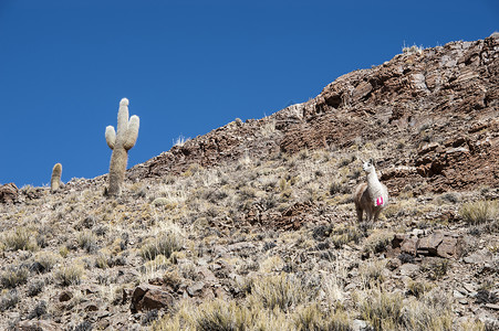 仙人掌和骆驼Lamas和Cacti 安第斯 帕索德贾马草原高山羊驼高原灰色动物农业地区植物乡村背景