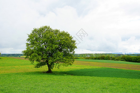 比利时绿色鲍姆维森汀高清图片