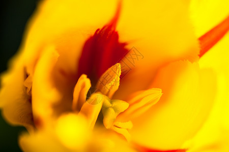 紧紧的黄色郁金香花雌蕊花粉园艺花园草地球状宏观植物植被草药背景图片