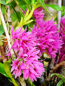 美丽的兰花石斛绿色植物学植物粉色环境植物群热带黄色背景图片