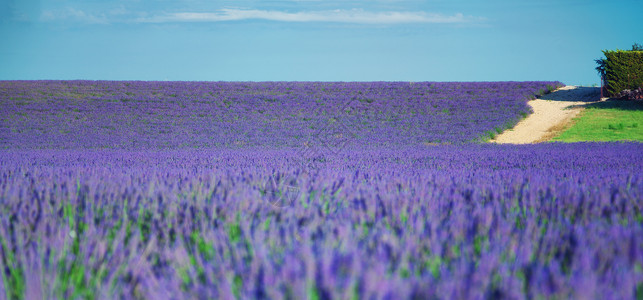 薰衣草字段色素字段草本场地农村植物正方形阳光紫色香气线条薰衣草背景