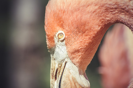 长脖子的火烈鸟头野生动物蓝色动物园动物群跑步异国情调旅行风景橙子背景图片